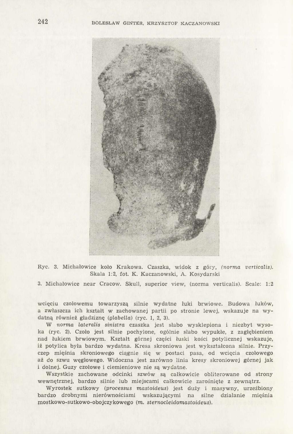 242 BOLESŁAW GINTER, KRZYSZTOF KACZANOWSKI Ryc. 3. Michałowice koło Krakowa. Czaszka, widok z góry, (norma verticalis). Skala 1:2, fot. K. Kaczanowski, A. Kosydarski 3. Michałowice near Cracow.