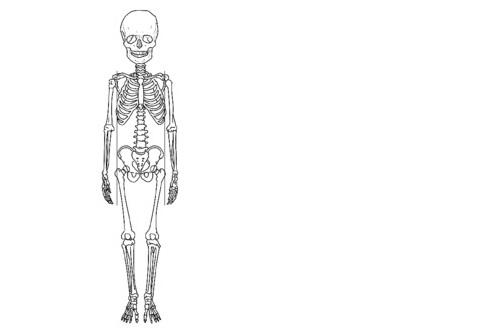 20-30 cm Szkielet dorosłego człowieka składa się z 206 głównych kości i małych