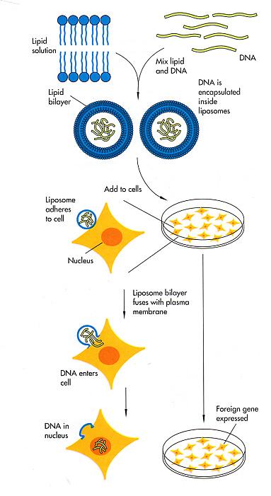 Lipotransfekcja