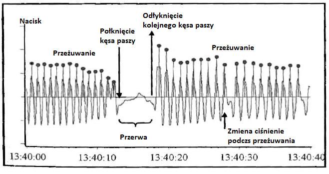 przeżuwają. Szczegółowa charakterystyka cyklu przeżuwania przedstawiona została na rysunku poniżej. Rysunek. Charakterystyka cyklu przeżuwania krowy. Krowy preferują przeżuwanie podczas leżenia.