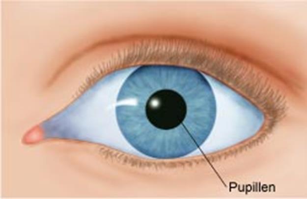 ŹRENICA (PUPILLEN) Źrenica to otwór, przez który wpadają promienie świetlne do oka.