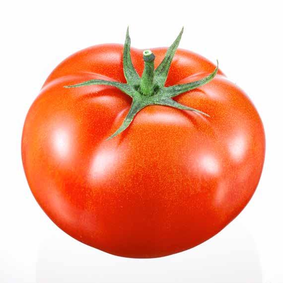 Cabrio Duo ochrona uprawy pomidora Pomidor zaraza ziemniaka, alternarioza, antraknoza zastosowania: 2,0- od fazy całkowicie rozwiniętego pierwszego liścia właściwego na pędzie głównym do fazy pełnej