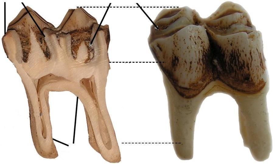 szkliwo Budowa zęba trzonowego M 1 i jego przekrój rejestr korona szyjka