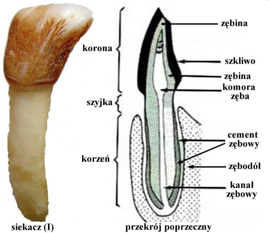 Budowa