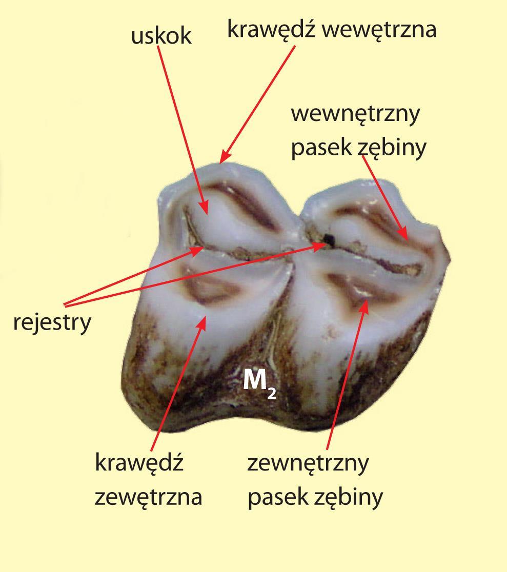 Opis korony