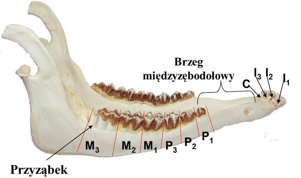 Rozmieszczenie zębów w żuchwie I 1, I 2, I 3 - siekacze C kieł P 1 pierwszy ząb przedtrzonowy premolar pierwszy P 2 drugi ząb przedtrzonowy premolar drugi P 3