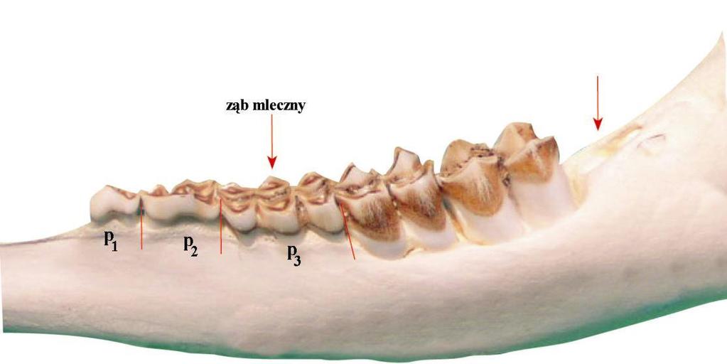 Uzębienie żuchwy jelenia Stałe zęby policzkowe (boczne) jelenia: P 1, P 2, P 3 przedtrzonowe, M 1, M 2, M 3