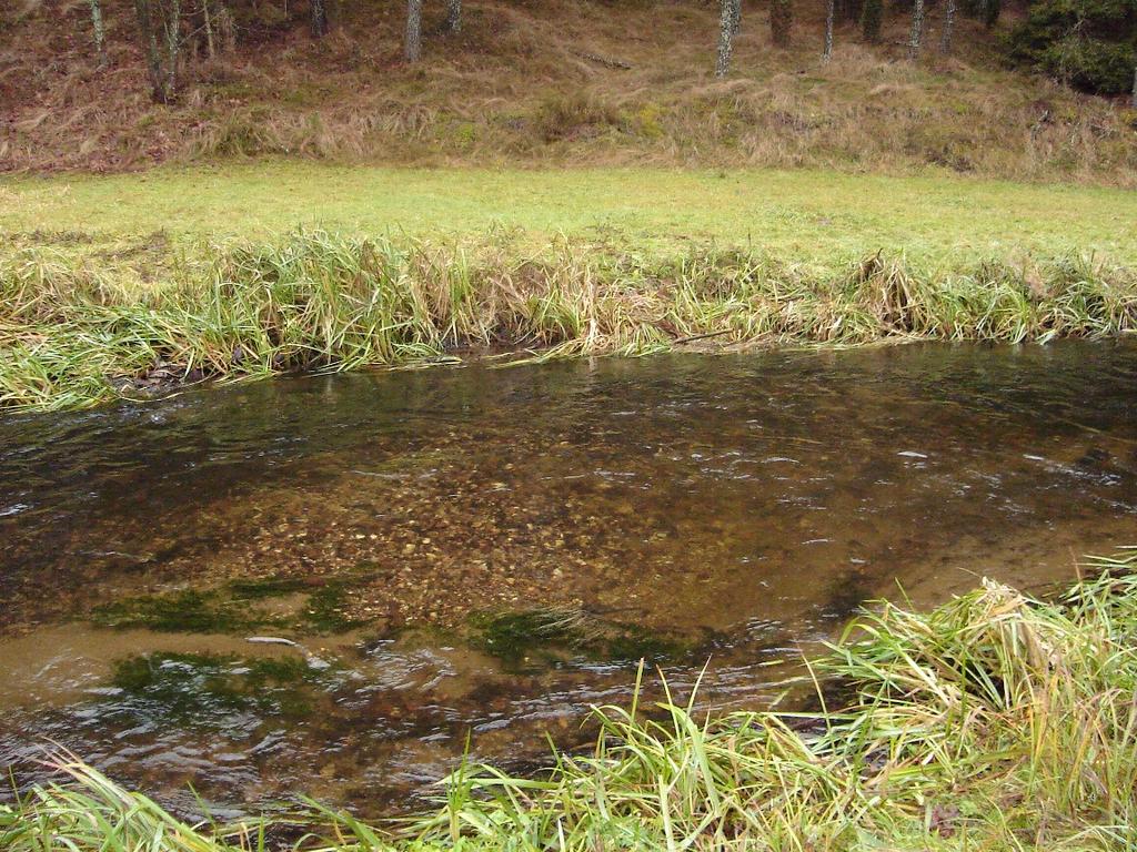 Stretch of trout spawning grounds in the upper Wda River (Photo by G.