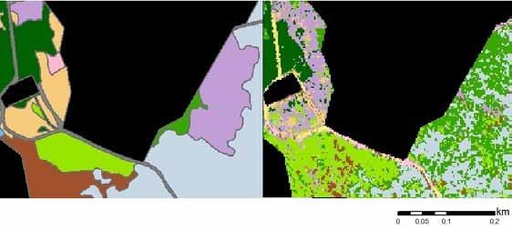 Ryc. 5. Traworośle trzcinnika owłosionego (kolor fioletowy: od lewej mapa wektorowa, od prawej obraz poklasyfikacyjny).