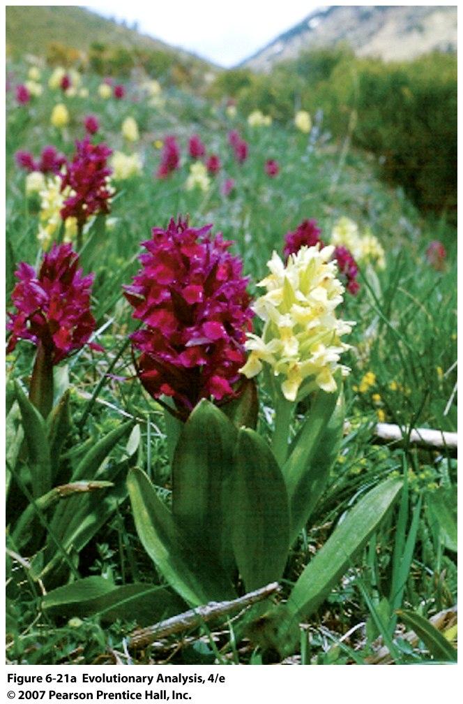 Negatywny dobór zależny od częstości Kwiaty stoplamka bzowego (Dactylorhiza sambucina) to tzw.