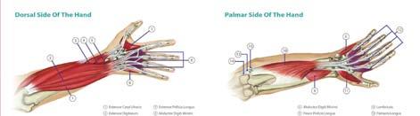 Umiejscowienie: Trzymać GRIPBUDDY z anatomicznym wycięciem na palce na tej samej stronie co mały palec. 2. Ćwiczenie: Powoli zginać stawy śródręczno-paliczkowe a następnie je rozluźnić. 3.