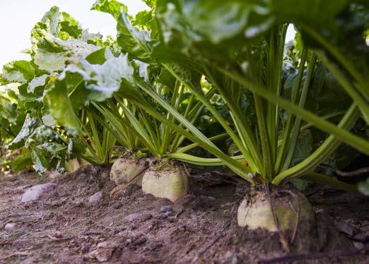 Prawidłowo prowadzona plantacja buraków cukrowych ma obsadę ok. 9 szt. roślin na m 2. Chwastów może być zdecydowanie więcej. Zachwaszczenie plantacji w wybranych badaniach.