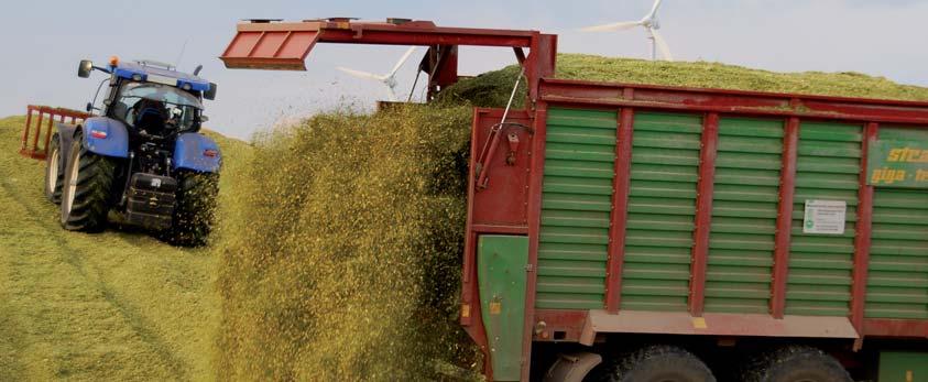 Czechach w doświadczeniach łanowych KWS wyróżniła się wysokim plonem świeżej i suchej masy w centralnej i północnej Polsce: 20,5 t/ha plonu ogólnego suchej masy o zawartości suchej masy 30,5%, skrobi