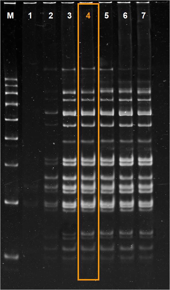 46 B. Krawczyk, K. Stojowska, J. Leibner-Ciszak Nr 2 szczepów bakteryjnych. Na podstawie uzyskanych profili PCR za optymalną uznano temperaturę denaturacji w zakresie 8, - 8,5 o C.