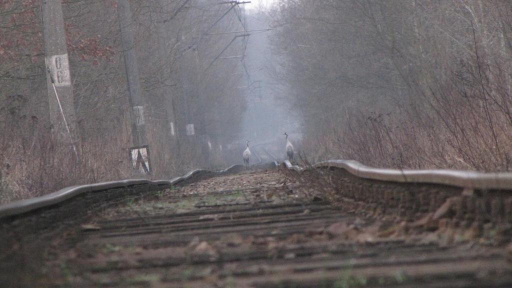 Czynnik klimatyczny* Opis zaburzenia deformacje toru w wyniku wydłużania się szyn Wysoka temperatura obniżenie komfortu podróży pożary powodujące uszkodzenia infrastruktury kolejowej Mgła