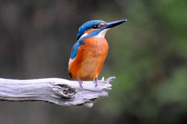 KINGFISHER Fot.