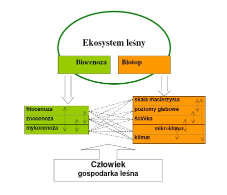 Jak ocenić zgodność? PROBLEMY OCENY ZGODNOŚCI BIOCENOZY Z BIOTOPEM.