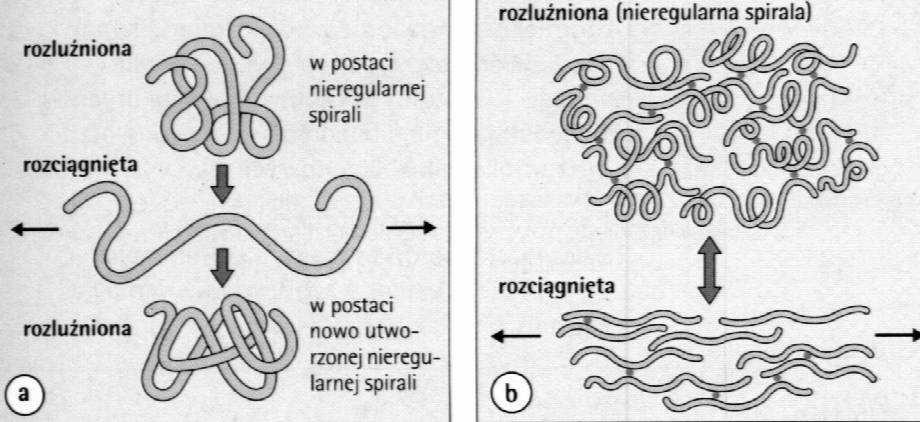 narządy limfatyczne, szpik kostny, skóra, mięśnie, płuca, watroba blaszki podstawne, torebka soczewki oka zbudowane z elastyny (rdzeń) i fibryliny