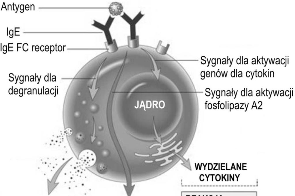 ziarn (degranulacji) - aktywacji fosfolipazy i wydzielania leukotrienów - aktywacji genów dla cytokin i syntezy oraz