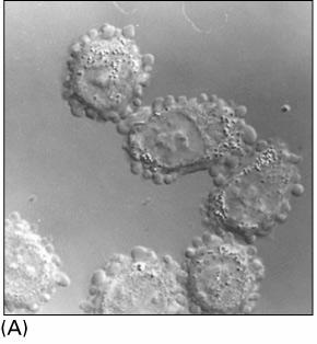 Cytoszkielet aktynowy - funkcje warunkuje kształt komórki ruch