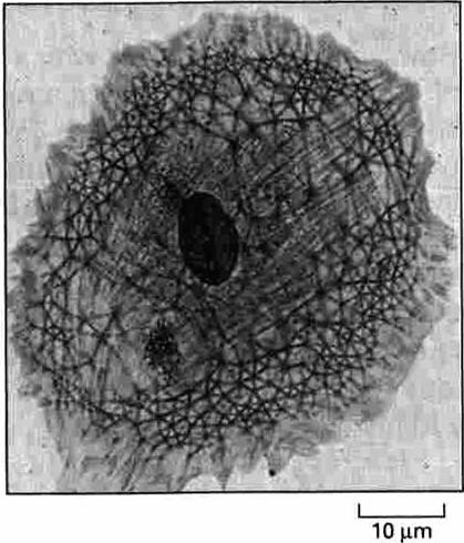 Cytoplazma podstawowa (macierz cytoplazmatyczna) ok.