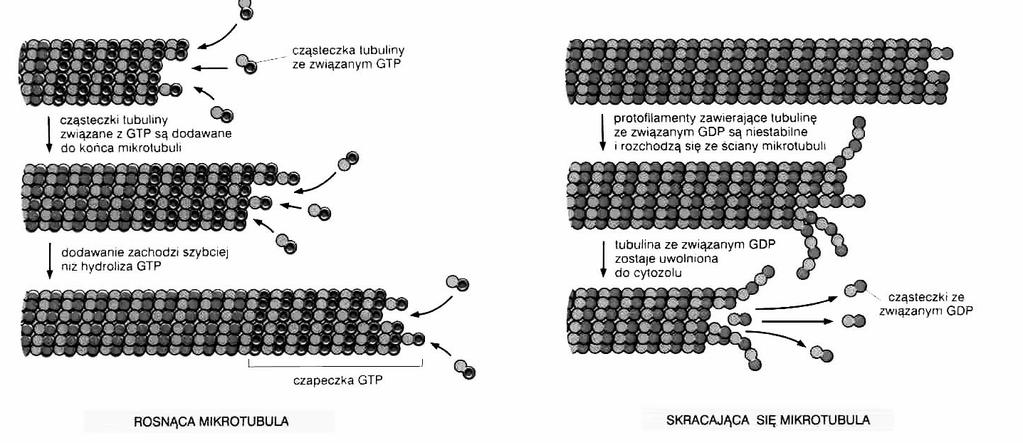 Mikrotubule powstawanie mikrotubul w