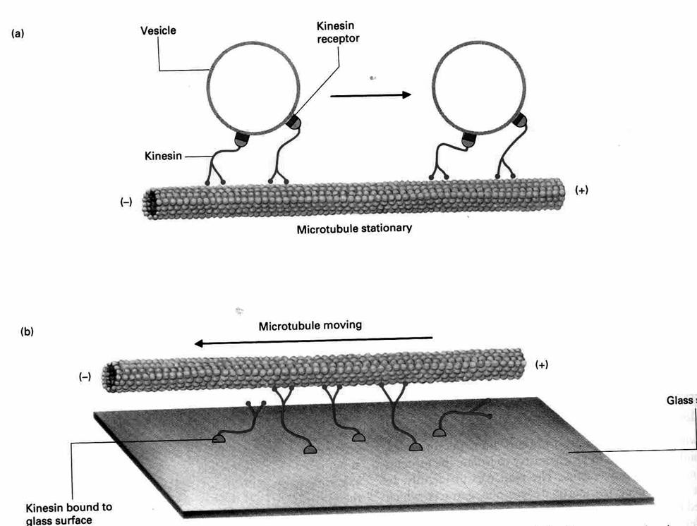 białka motoryczne nadrodzina kinezyn 200 białek min 14 rodzin Kinezyny KRPs (kinesin related proteins) kroczą do