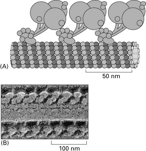 krocząca po mikrotubuli (0,3mm/s) Mikrotubule białka