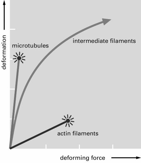 Filamenty pośrednie ich średnica 9-12 nm
