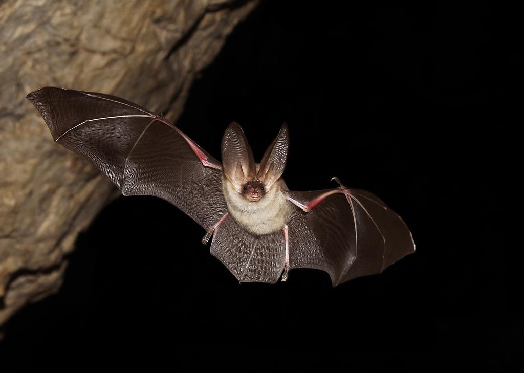 nocek Brandta (Myotis brandtii), nocek rudy (Myotis daubentonii), nocek wąsatek (Myotis mystacinus), nocek Natterera (Myotis nattereri), gacek brunatny