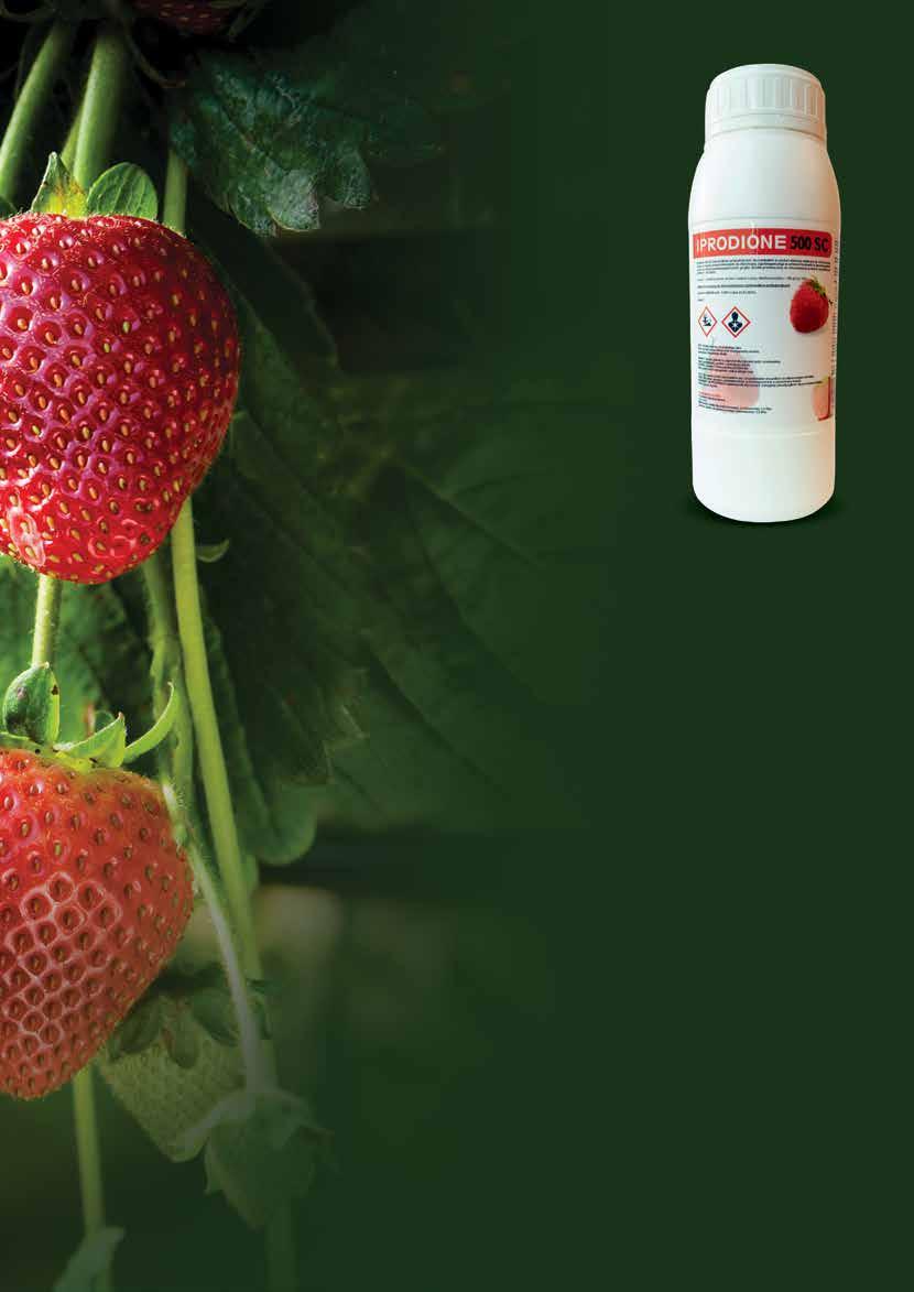 IPRODIONE 500 SC Stosowany zapobiegawczo w ochronie truskawki i innych upraw jagodowych przed szarą pleśnią przed chorobami grzybowymi iprodion NAWOZY STYMULATOR WZROSTU Vaxiplant SL/Plantivax SL