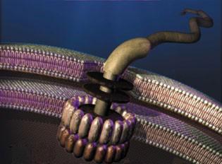 Marzenie nanotechnologów: silnik protonowy bakterii Escherichia coli. Fragmenty artykułu M. Ostrowskiego. Źródło: www.creationism.org.