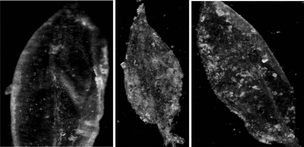 Zmiany makroskopowe w organach wegetatywnych mchu Pleurozium schreberi 41 Fot. 8.