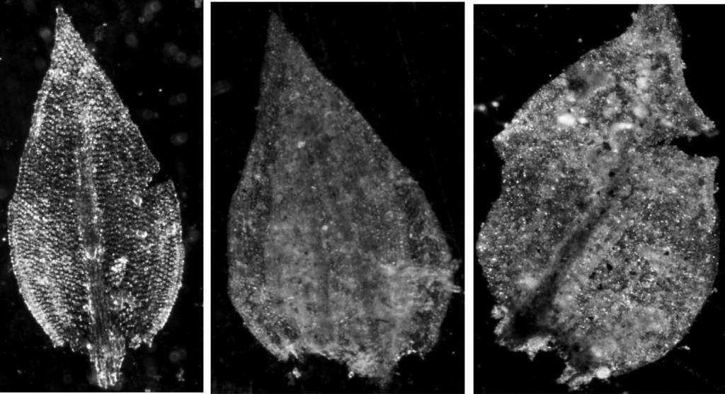 Macroscopic change of Pleurozium schreberi (Brid.) Mitt. exposed behind acoustic screen Fot. 9.