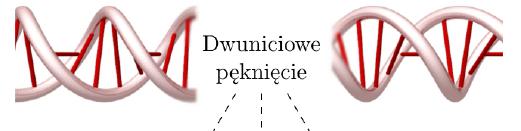 Działanie promieniowania jonizującego Przyjmuje się, że najbardziej szkodliwe dla komórki jest tzw. dwuniciowe pęknięcie (ang.