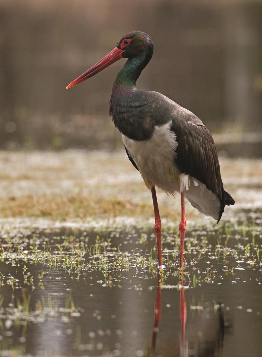 Zwierzęta obszarów Natura2000 Ostoja Warmińska, Bieńkowo i Kaszuny oraz obszarów Chronionego Krajobrazu pozostających w granicach Ostoi Warmińskiej Ptaki Bocian czarny Ciconia nigra Charakterystyka