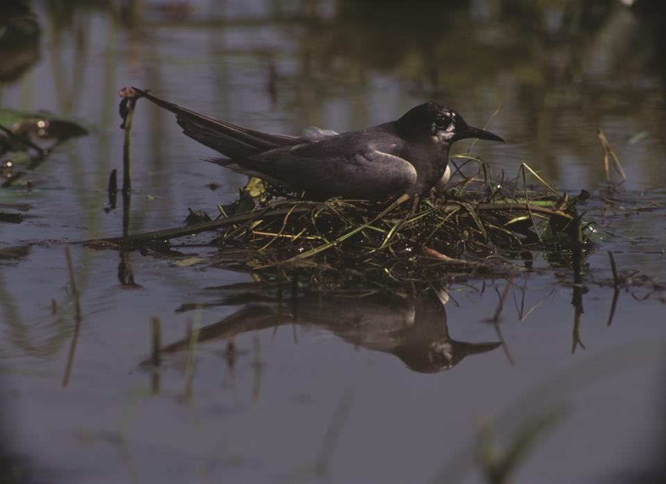 Rybitwa czarna Chlidonias Niger Charakterystyka gatunku Rybitwa czarna (fot. G. i T. Kłosowscy) Rybitwa czarna wielkością przypomina kosa.