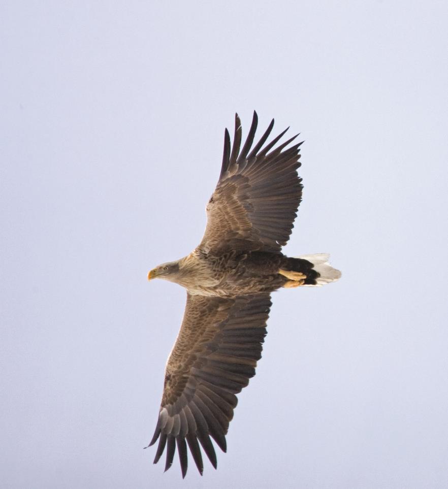 Bielik Haliaetus albicilla Charakterystyka gatunku Bielik ptak dorosły (fot. G. i T.