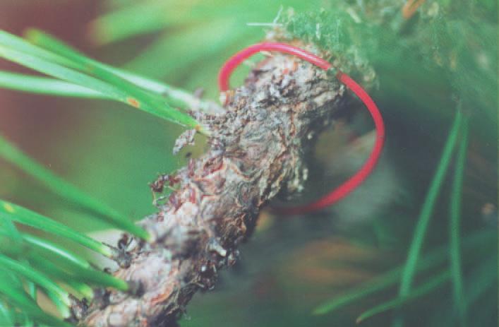 Aphids (Homoptera, Aphidodea) inhabiting the shrubs of Pinus mugo... 169 Schizolachnus pineti F.