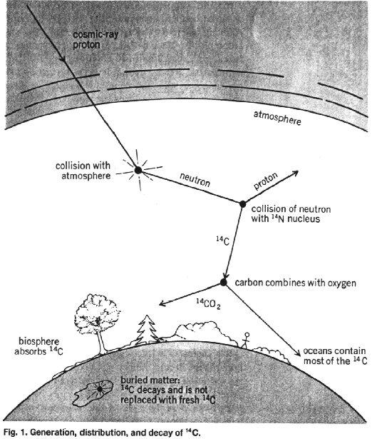 Produkcja Radiowęgla Szybkość produkcji radiowęgla w atmosferze jest funkcją strumienia pierwotnego promieniowania kosmicznego.