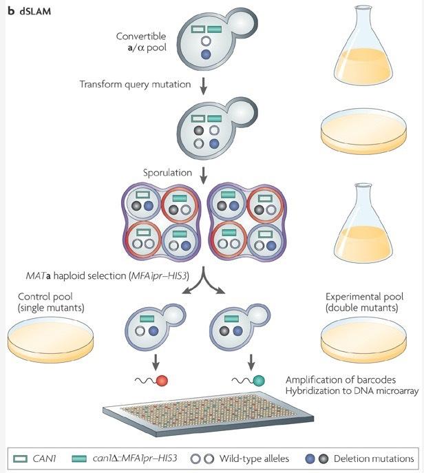 dslam Diploid-based synthetic