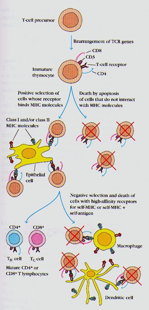 Selekcja pozytywna i negatywna tymocytów Selekcja pozytywna skutkuje restrykcją MHC Selekcja