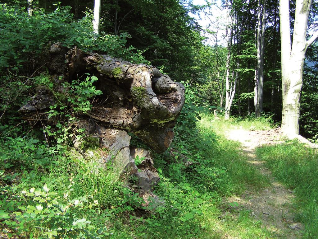 30 Ryc. 3. Martwy pień buka pospolitego Fagus sylvatica L. przykładowy materiał lęgowy nadobnicy alpejskiej Rosalia alpina (L.) w Leśn. Wysowa (Nadl. Łosie) w Beskidzie Niskim (VII 2010). Fot. J.