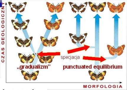 Tempo specjacji } Gradualizm stopniowe, powolne zmiany } Punktualizm (Gould, Eldredge) okresy gwałtownych zmian (po specjacji) i