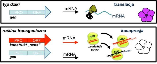 Kosupresja jest wynikiem produkcji sirna Badania nad zjawiskiem RNAi u Arabidopsis RNAi jako mechanizm obronny przed patogenami: wirusami i bakteriami Amplifikacja sygnału