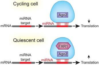 Interferencja RNA: model