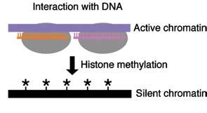 (PTGS) Inhibicja translacji