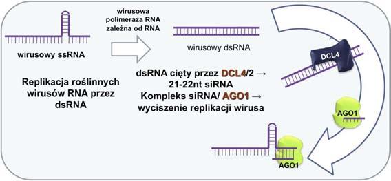 RNAi jako mechanizm