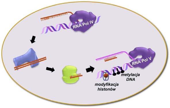 Polimerazy RNA IV i V uczestniczą w transkrypcyjnym