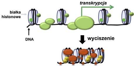 biogenezie sirna.